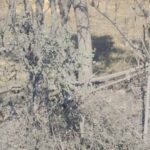 cg-forest-survey:-रामसर-वेटलैंड-पर-कोयला-कारोबार-का-संकट,-5-किमी-दायरे-में-2-कोल-वाशरी-और-9-कोल-डिपो
