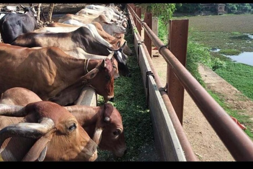 ग्वालियर-में-बजरंग-भक्त-मंडल-ने-की-1-टन-हरे-चारे-से-गौसेवा