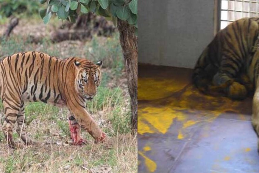 युवराज-बाघ-का-खिवनी-अभ्यारण-से-वन-विहार-तक-का-सफर