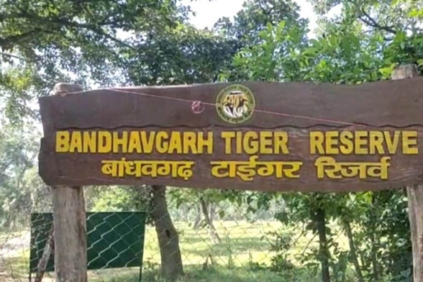 अंतर्राष्ट्रीय-बाघ-दिवस-आज,-बांधवगढ़-टाइगर-रिजर्व-में-होंगे-जागरूकता-और-सांस्कृतिक-कार्यक्रम