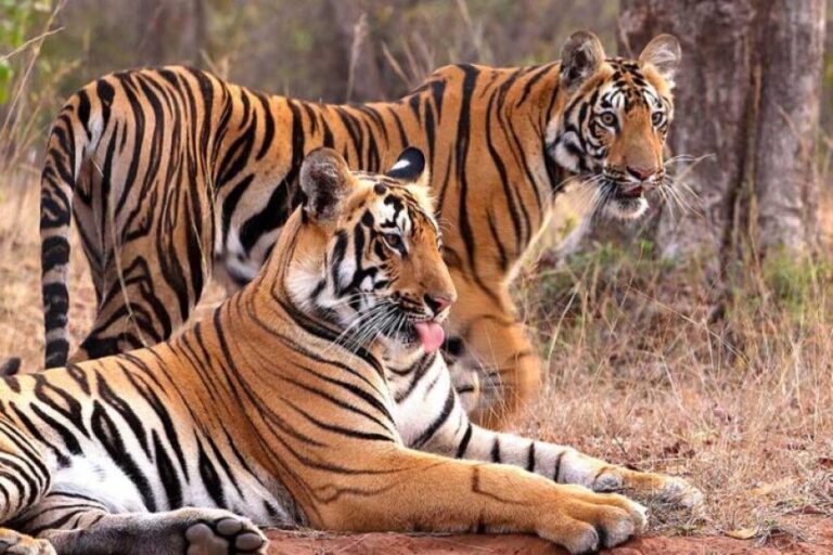 इंदौर-जू-बना-बाघों-की-ब्रीडिंग-का-सबसे-सुरक्षित-ठिकाना,-10-साल-में-जन्मे-25-से-ज्यादा-शावक