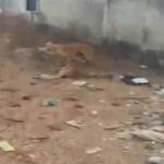 छत्तीसगढ़-में-गौठान-में-6-गायों-की-मौत-पर-कार्रवाई,-सहायक-पशु-चिकित्सा-अधिकारी-हटे