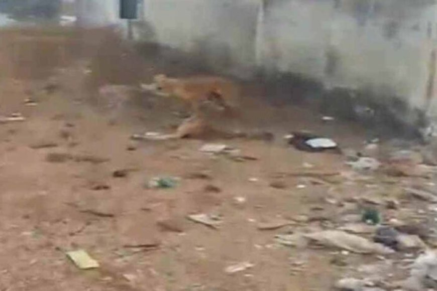 छत्तीसगढ़-में-गौठान-में-6-गायों-की-मौत-पर-कार्रवाई,-सहायक-पशु-चिकित्सा-अधिकारी-हटे