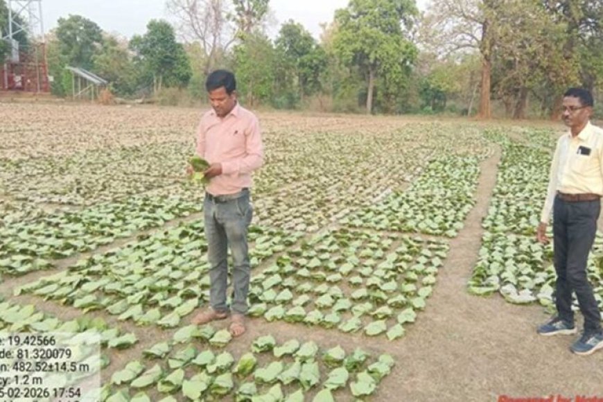 तेन्दूपत्ता-संग्रहण-की-नई-पहल-से-अबुझमाड़-के-22-गांवों-को-मिला-लाभ
