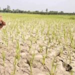 cg-में-बारिश-थमते-ही-बढ़ी-किसानों-की-चिंता,-धान-के-खेतों-में-पड़ने-लगीं-दरारें