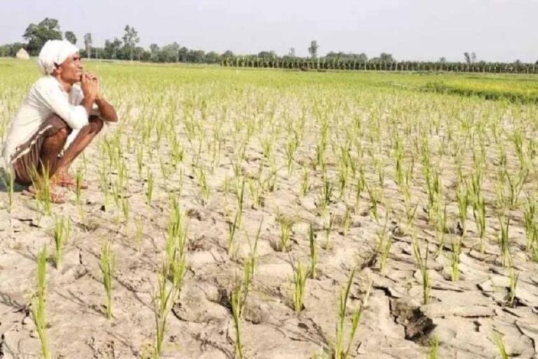 cg-में-बारिश-थमते-ही-बढ़ी-किसानों-की-चिंता,-धान-के-खेतों-में-पड़ने-लगीं-दरारें